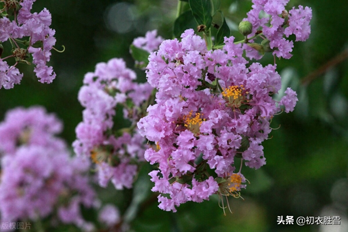 紫薇花满月团团，一池月浸紫薇花（月下紫薇唯美古诗五首）