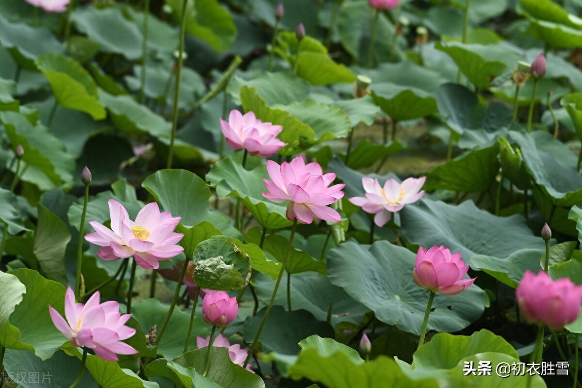 荷花经典诗词大全（六月荷花唯美古诗五首）