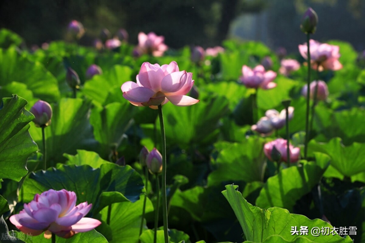 荷花经典诗词大全（六月荷花唯美古诗五首）