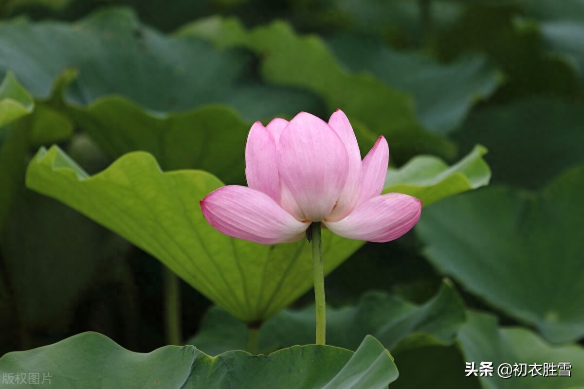 荷花经典诗词大全（六月荷花唯美古诗五首）