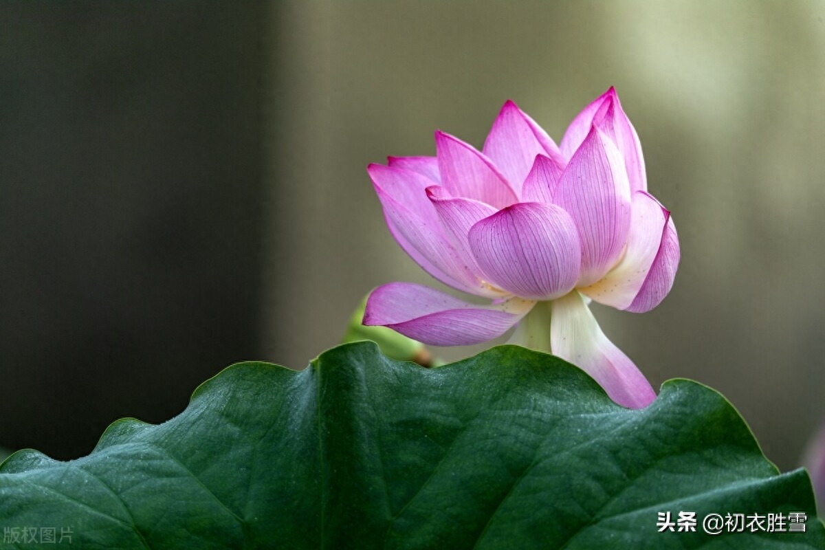 朝日荷花古诗词九首赏析（日出江花红胜火，映日荷花别样红）