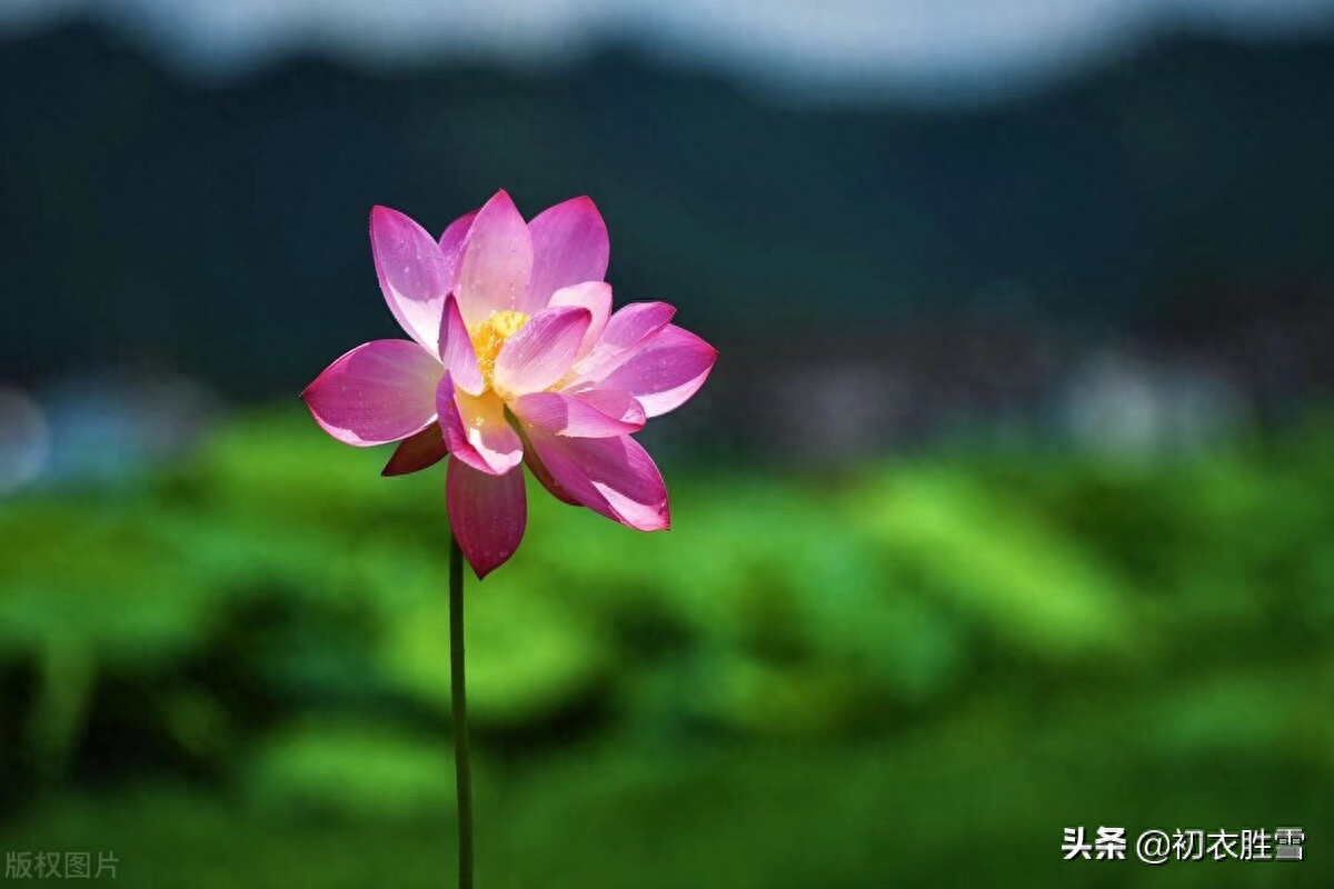 朝日荷花古诗词九首赏析（日出江花红胜火，映日荷花别样红）