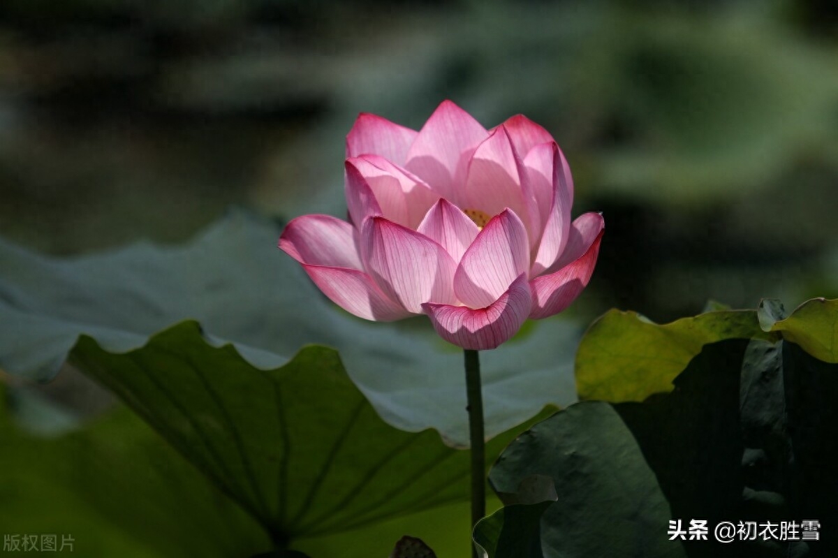 朝日荷花古诗词九首赏析（日出江花红胜火，映日荷花别样红）