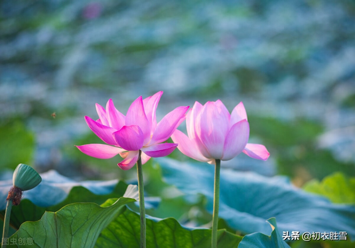 朝日荷花古诗词九首赏析（日出江花红胜火，映日荷花别样红）