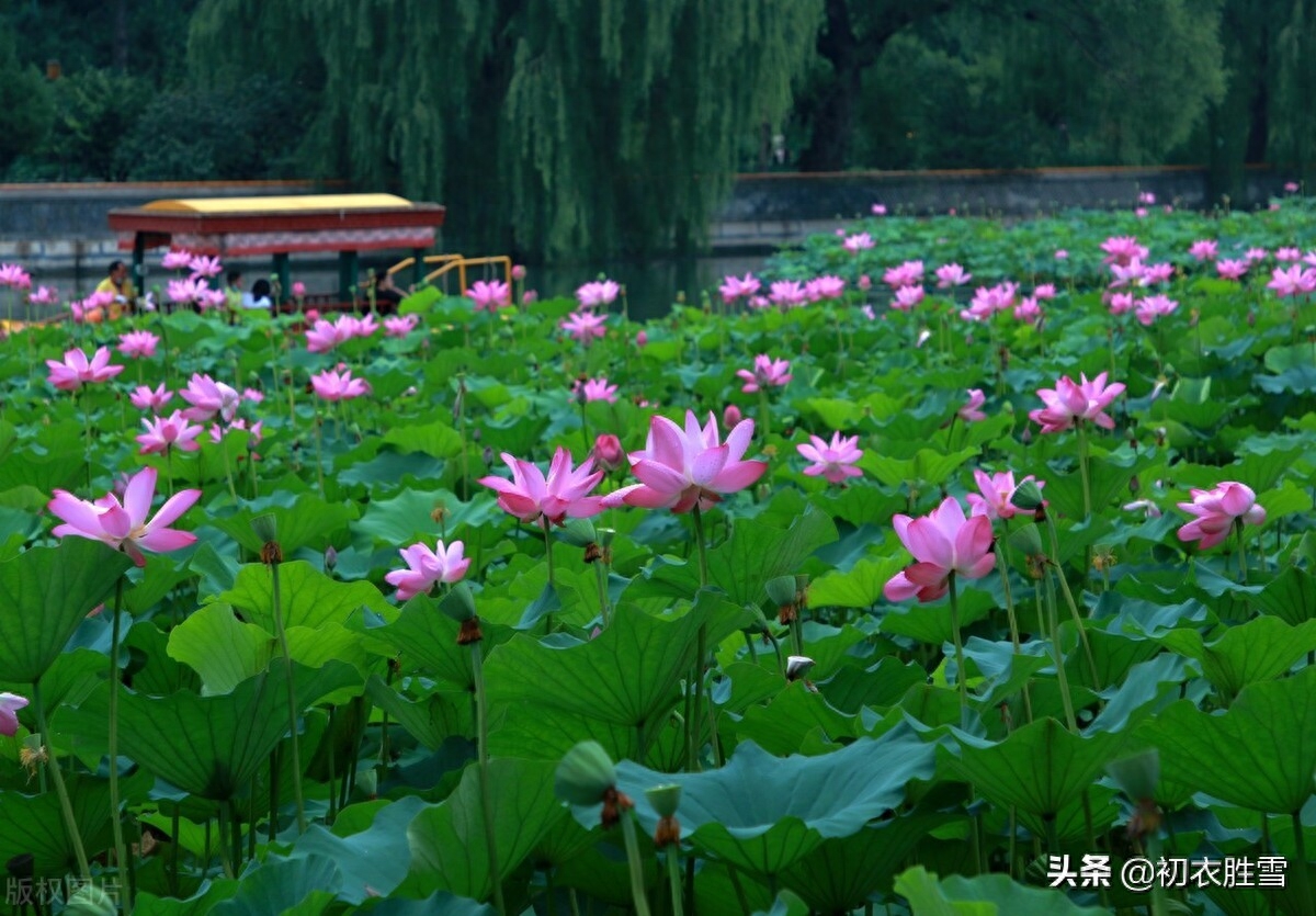 荷花经典诗词大全（荷花优美诗词八首）