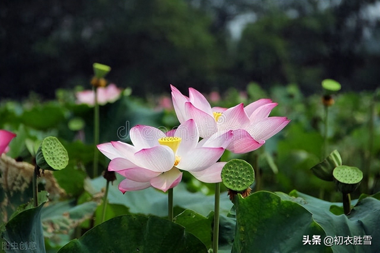 荷花经典诗词大全（荷花优美诗词八首）