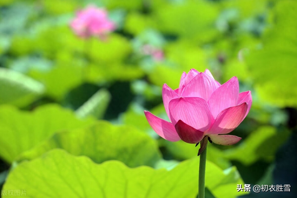 荷花经典诗词大全（荷花优美诗词八首）