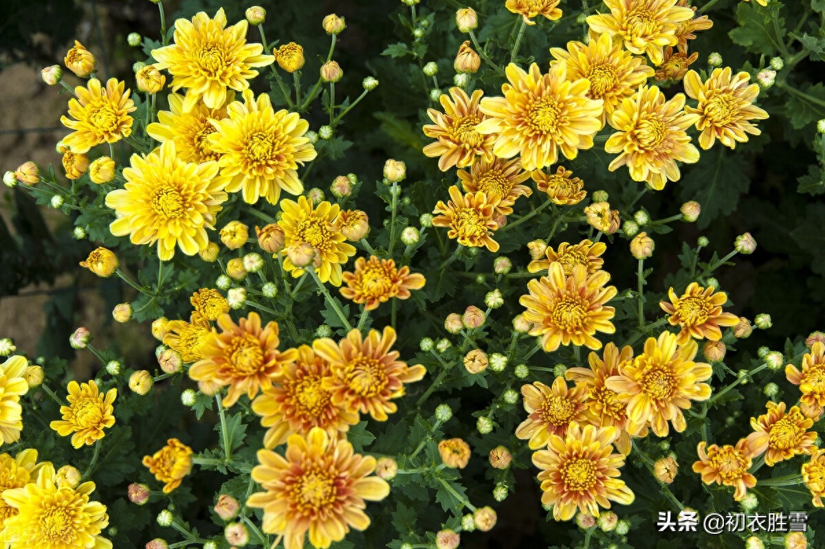 菊花经典诗词有哪些（盛夏美花五月菊古诗词八首）