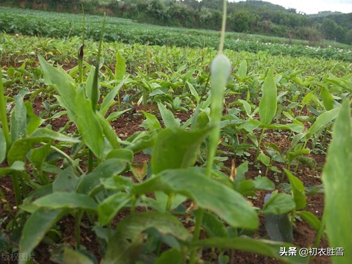 夏至经典诗词有哪些（夏至唯美古诗五首）