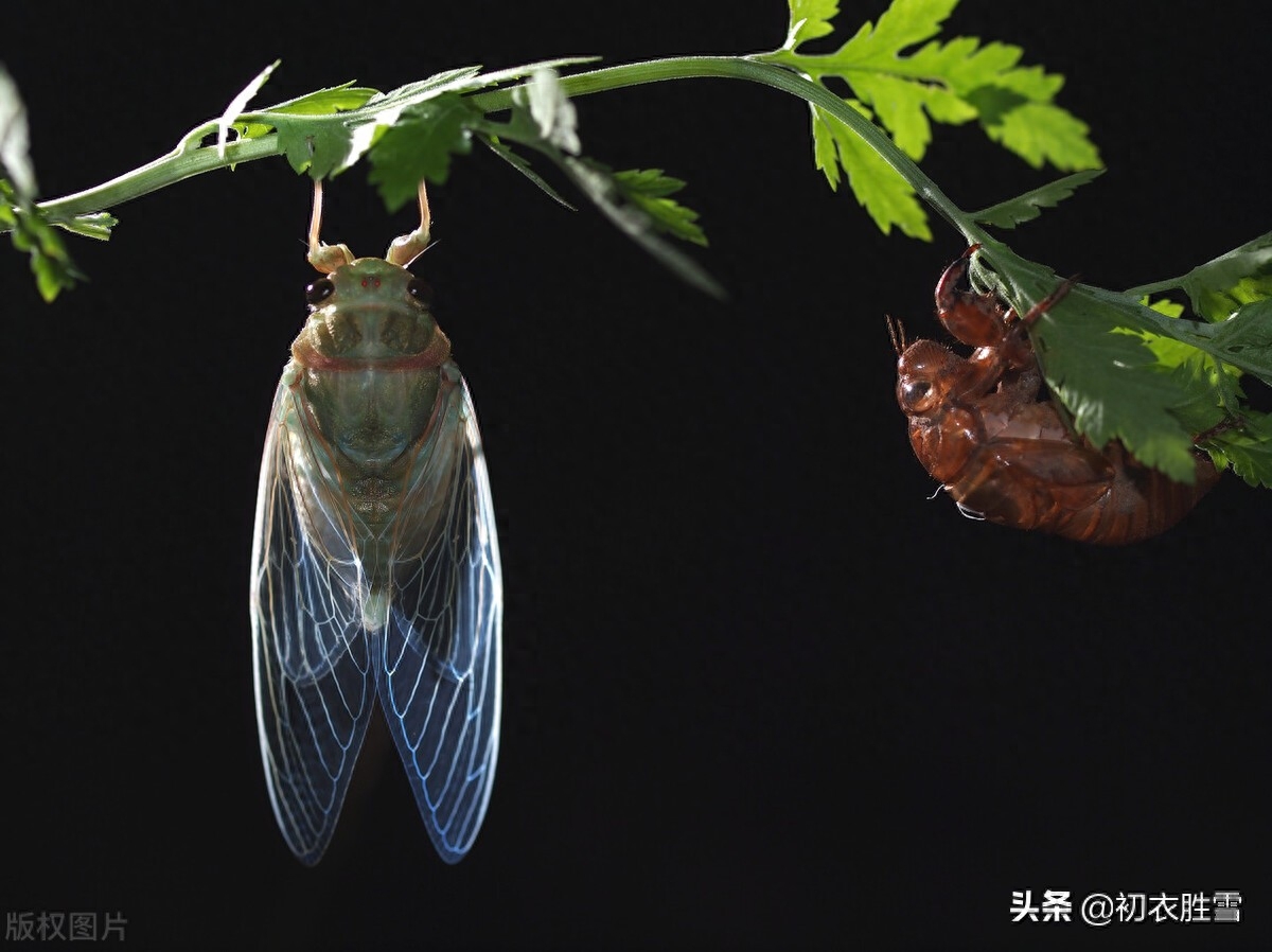 夏至经典诗词有哪些（夏至唯美古诗五首）