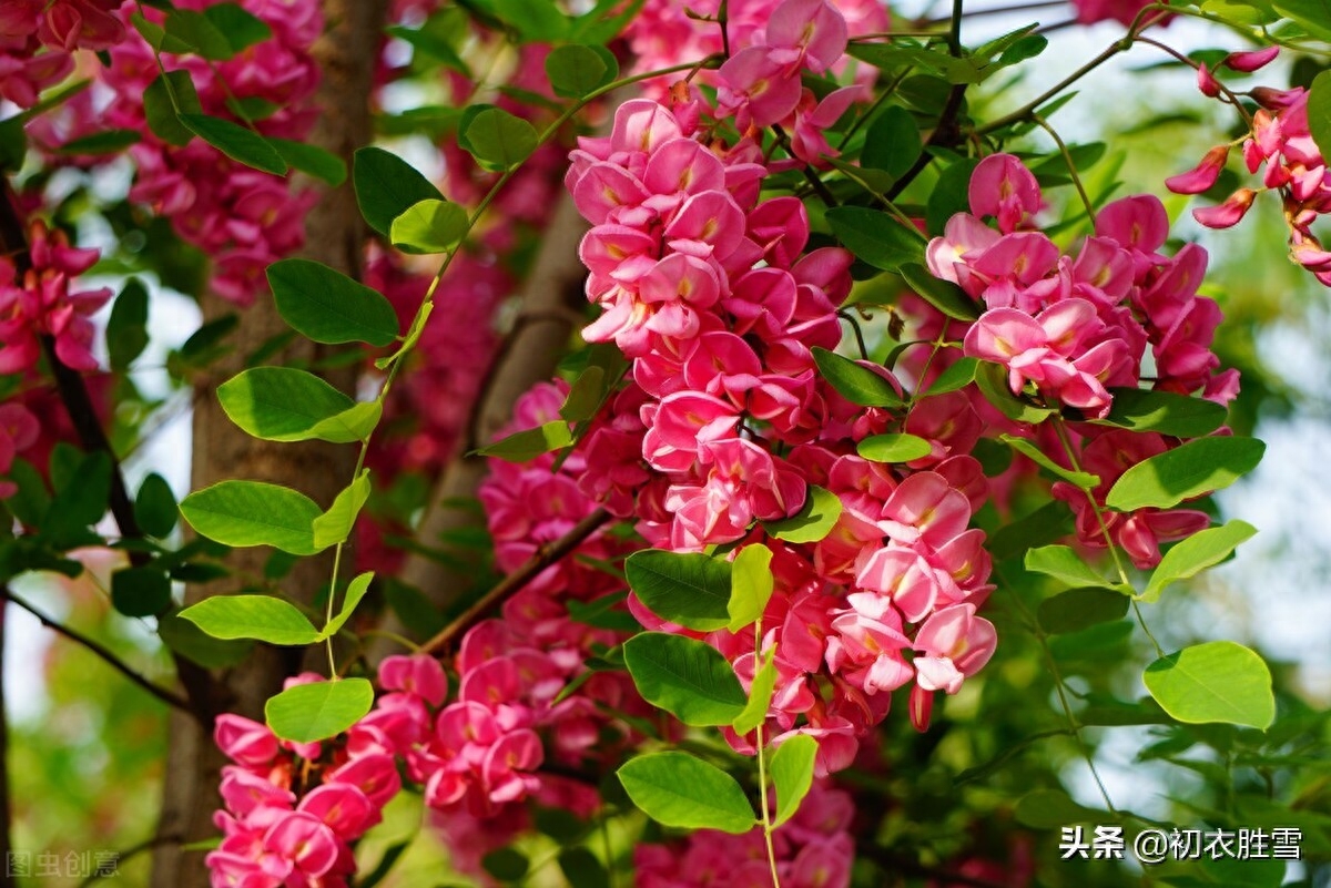 二十四节气夏至古诗六首精选（夏至一阴生，微阴生九原）