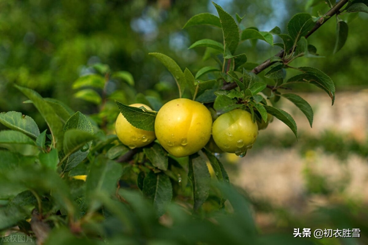 梅雨季五首赏析（梅雨洒芳田，黄梅雨气蒸）