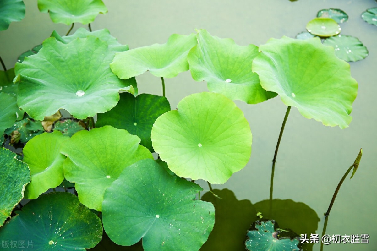 荷花经典诗词大全（清新荷叶美诗六首）