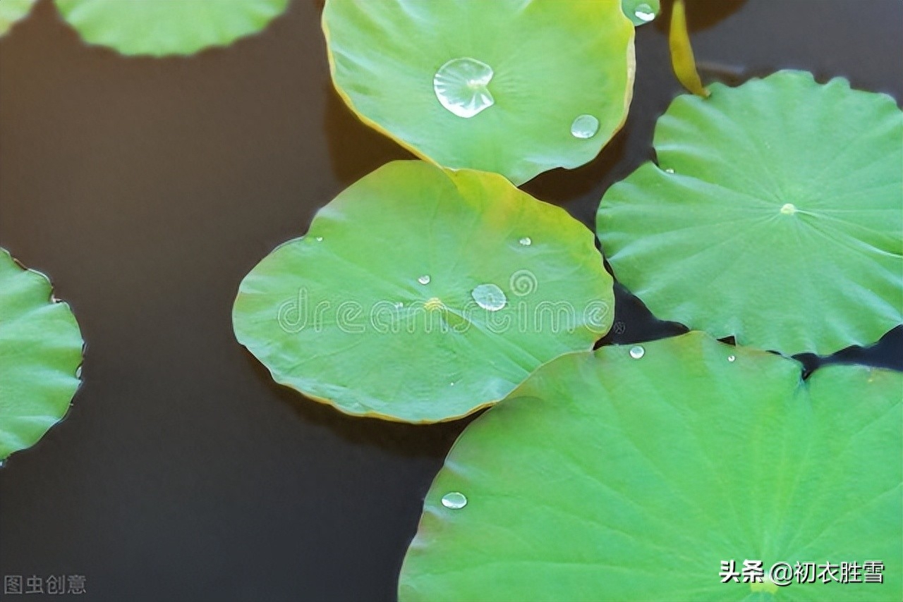 荷花经典诗词大全（清新荷叶美诗六首）