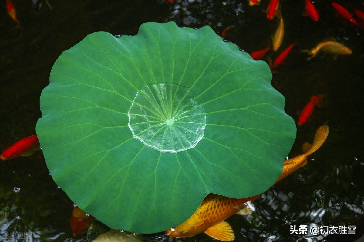 荷花经典诗词大全（清新荷叶美诗六首）