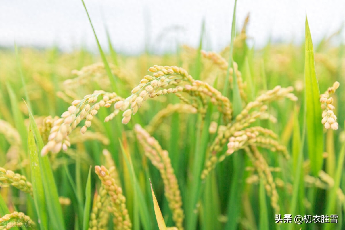 芒种经典古诗词（二十四节气芒种古诗六首）