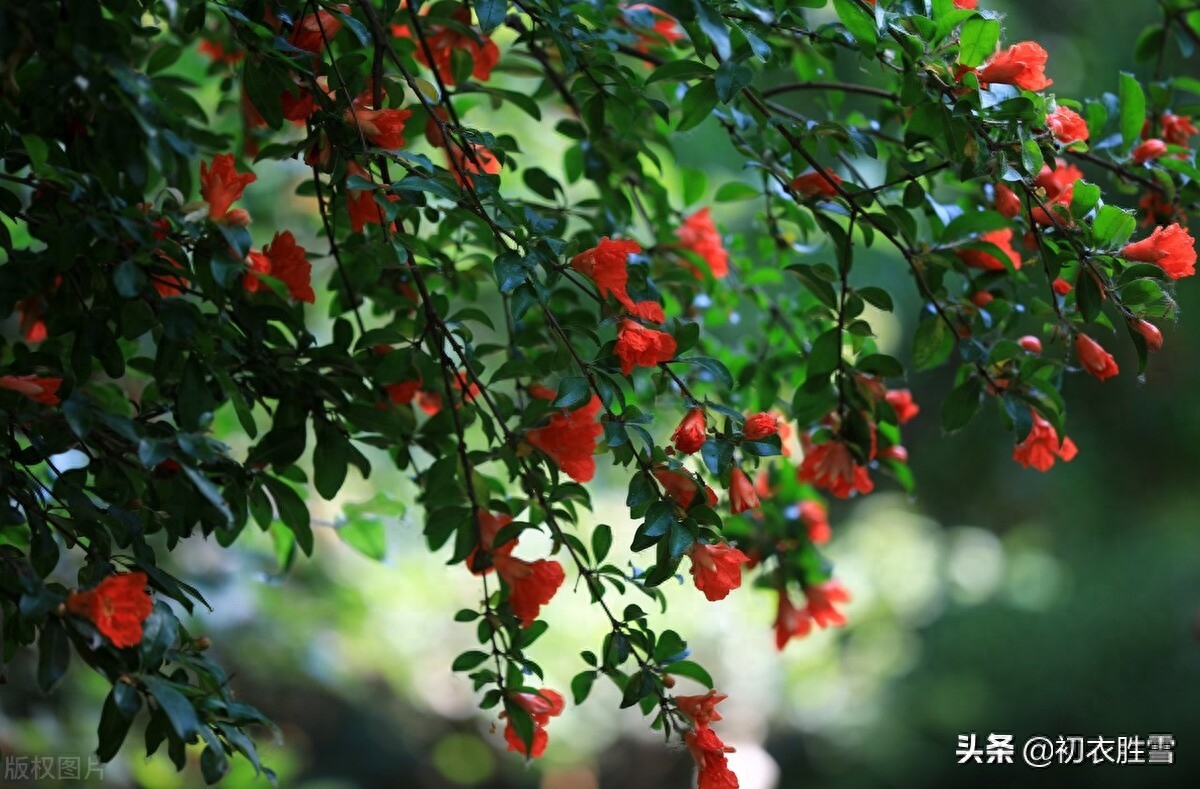 石榴花经典诗词大全（榴花五月天，吐花红夭夭）