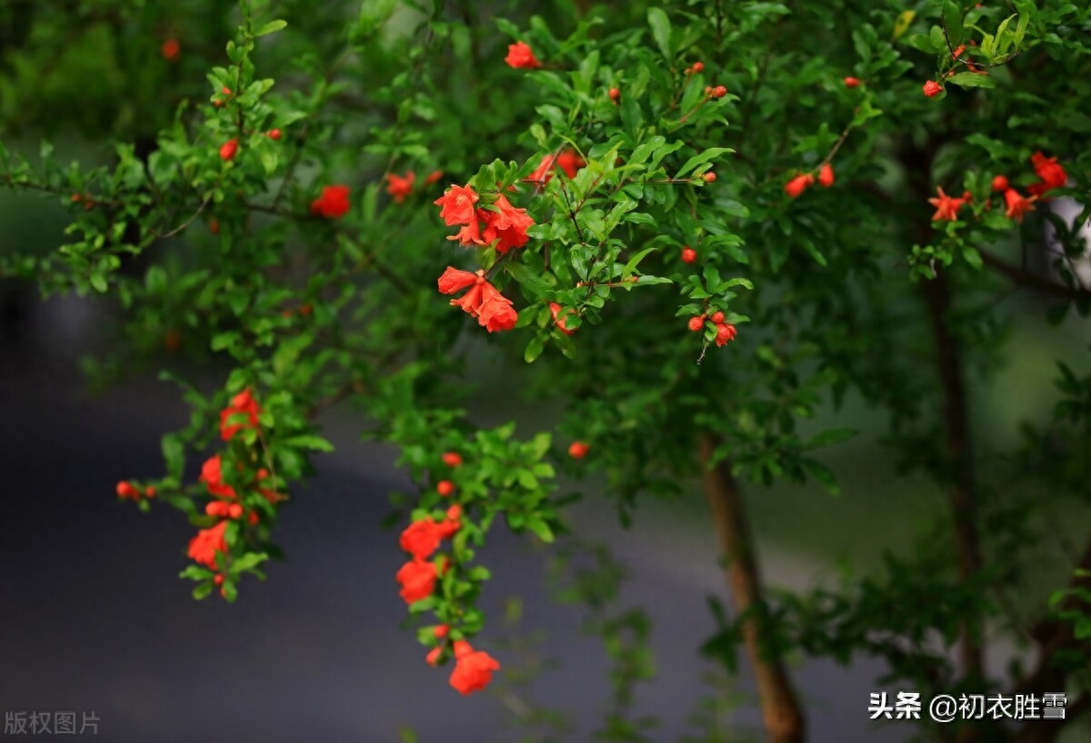 石榴花经典诗词大全（榴花五月天，吐花红夭夭）