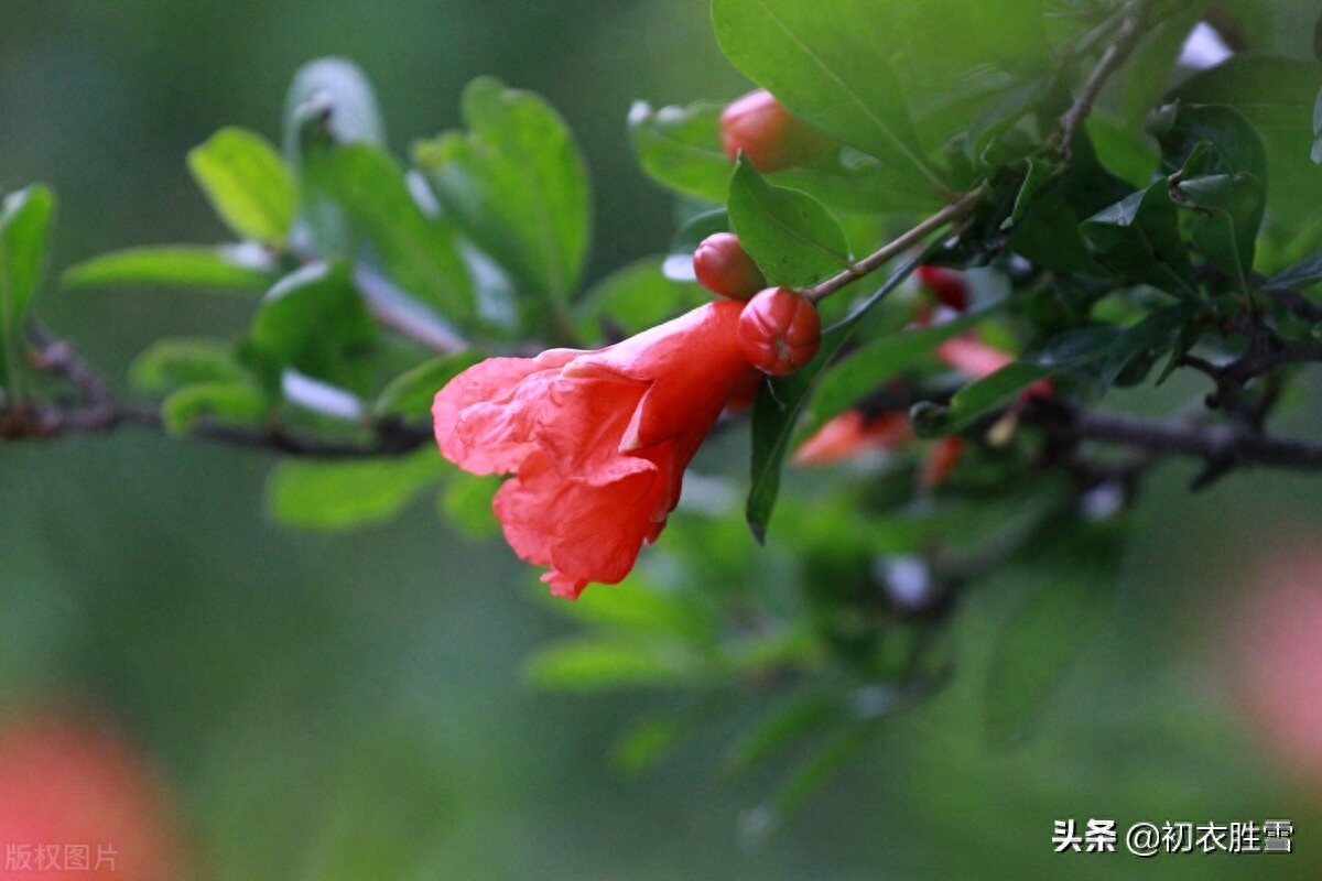 石榴花经典诗词大全（榴花五月天，吐花红夭夭）