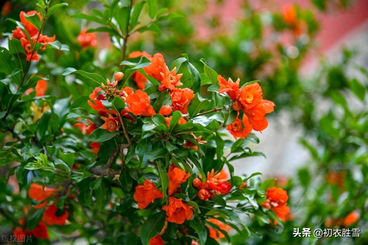 石榴花经典诗词大全（榴花五月天，吐花红夭夭）