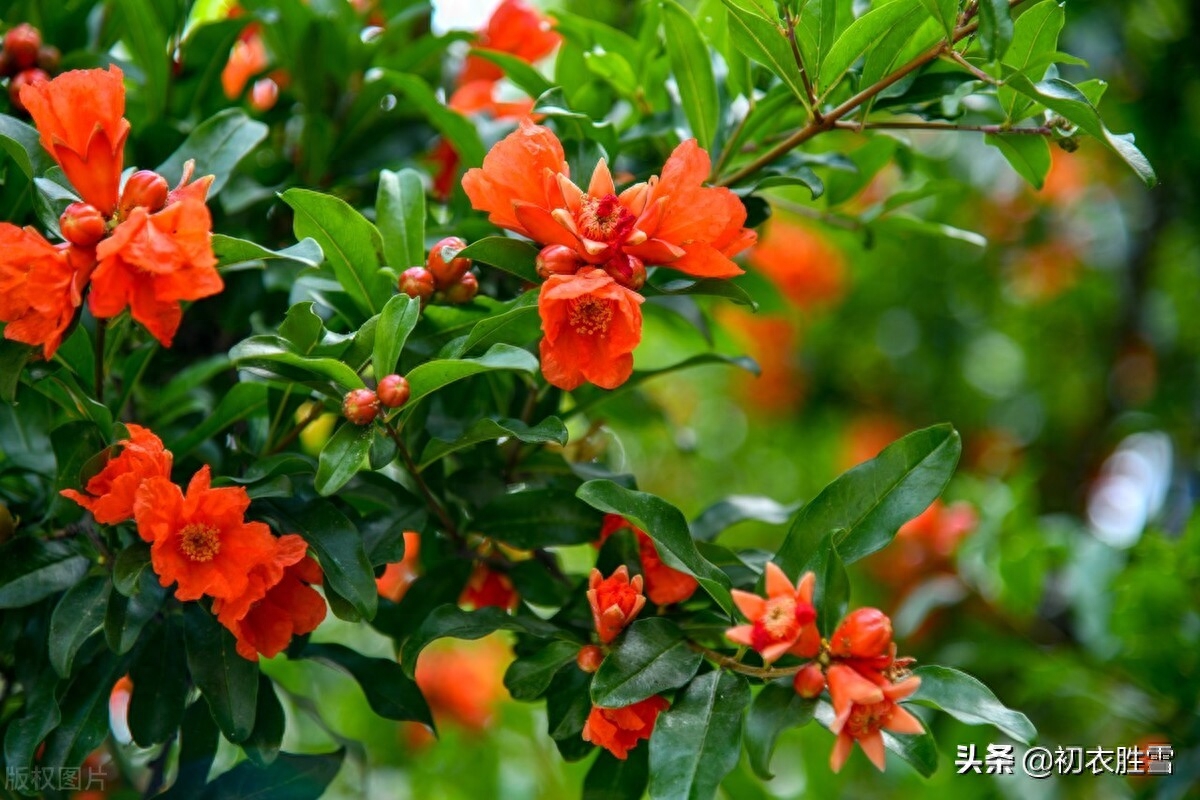 石榴花经典诗词大全（榴花五月天，吐花红夭夭）