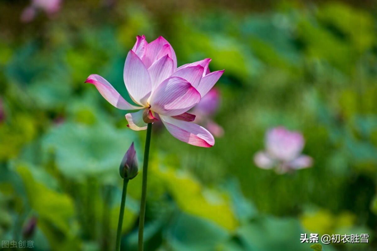 五月经典诗词大全（迎接仲夏五月古诗七首）