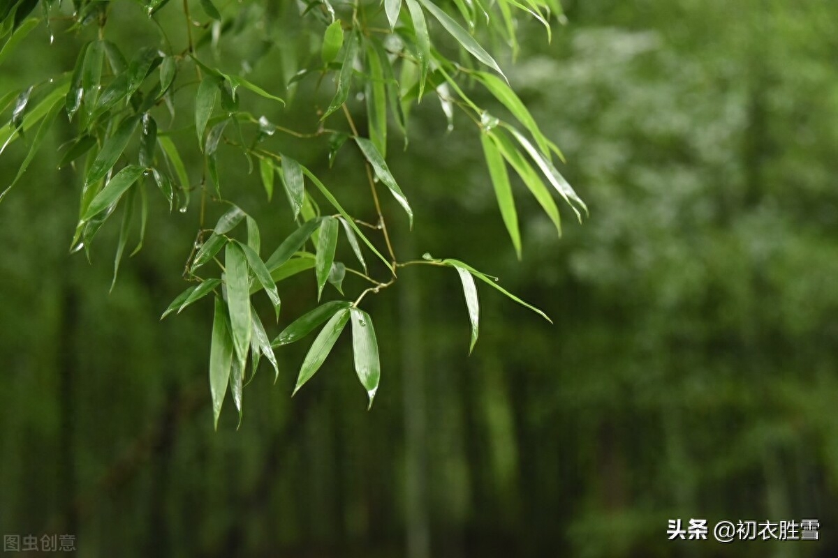 清新夏竹绝句七首赏析（年年到朱夏，叶叶是清风）