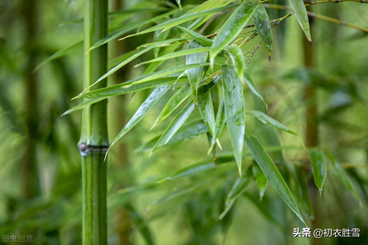 清新夏竹绝句七首赏析（年年到朱夏，叶叶是清风）