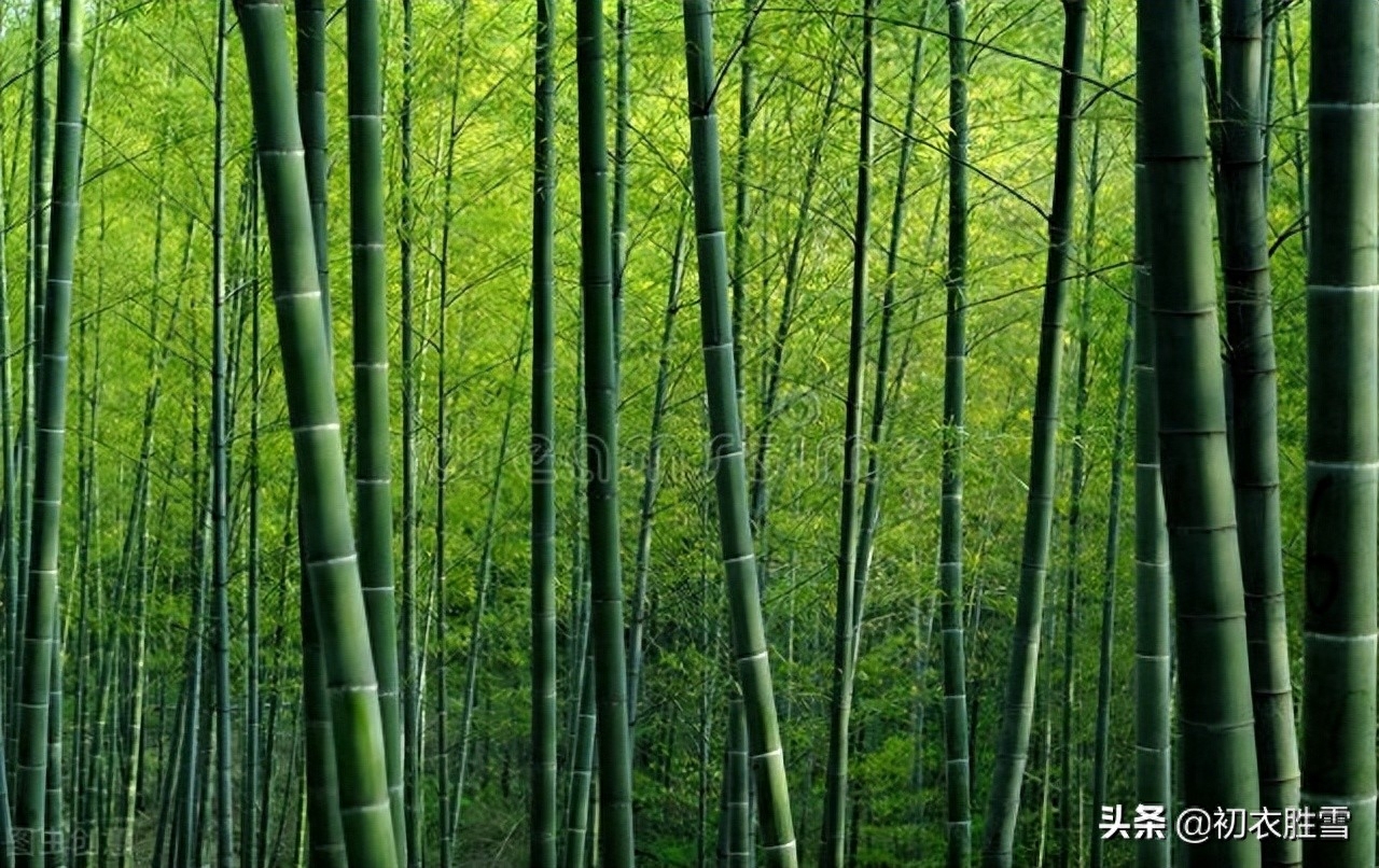 清新夏竹绝句七首赏析（年年到朱夏，叶叶是清风）