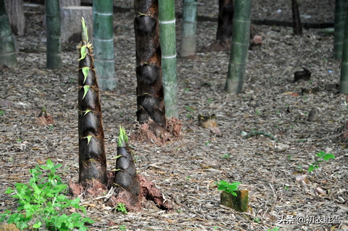 清新夏竹绝句七首赏析（年年到朱夏，叶叶是清风）