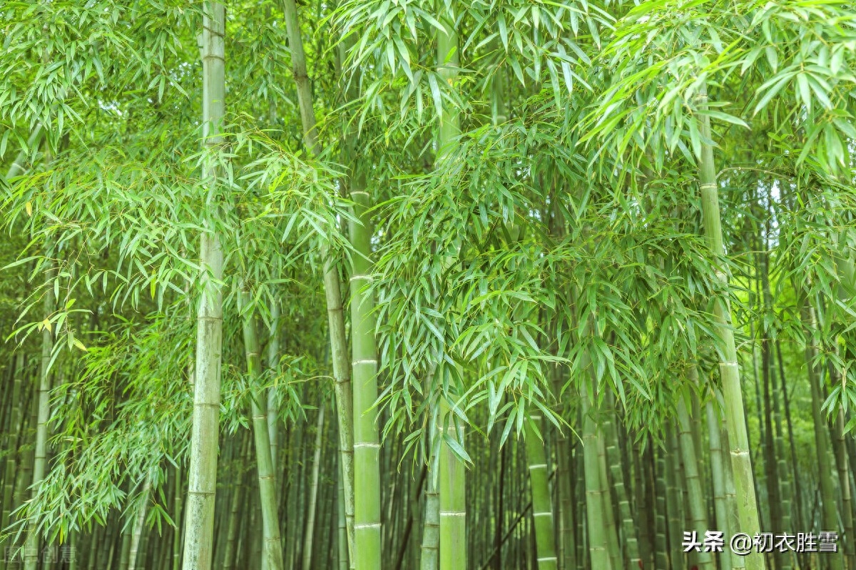 清新夏竹绝句七首赏析（年年到朱夏，叶叶是清风）