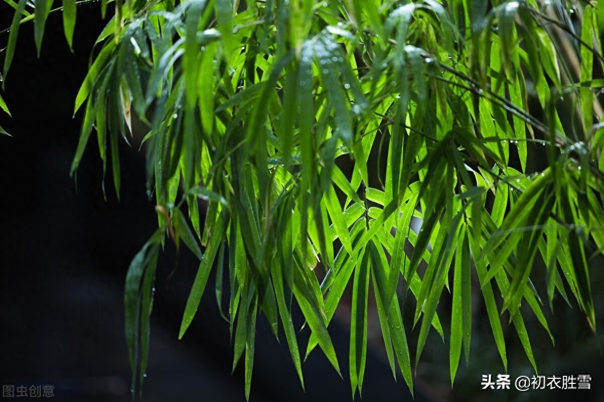 清新夏竹绝句七首赏析（年年到朱夏，叶叶是清风）