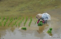 插秧经典诗词有哪些（早夏插秧美诗七首）