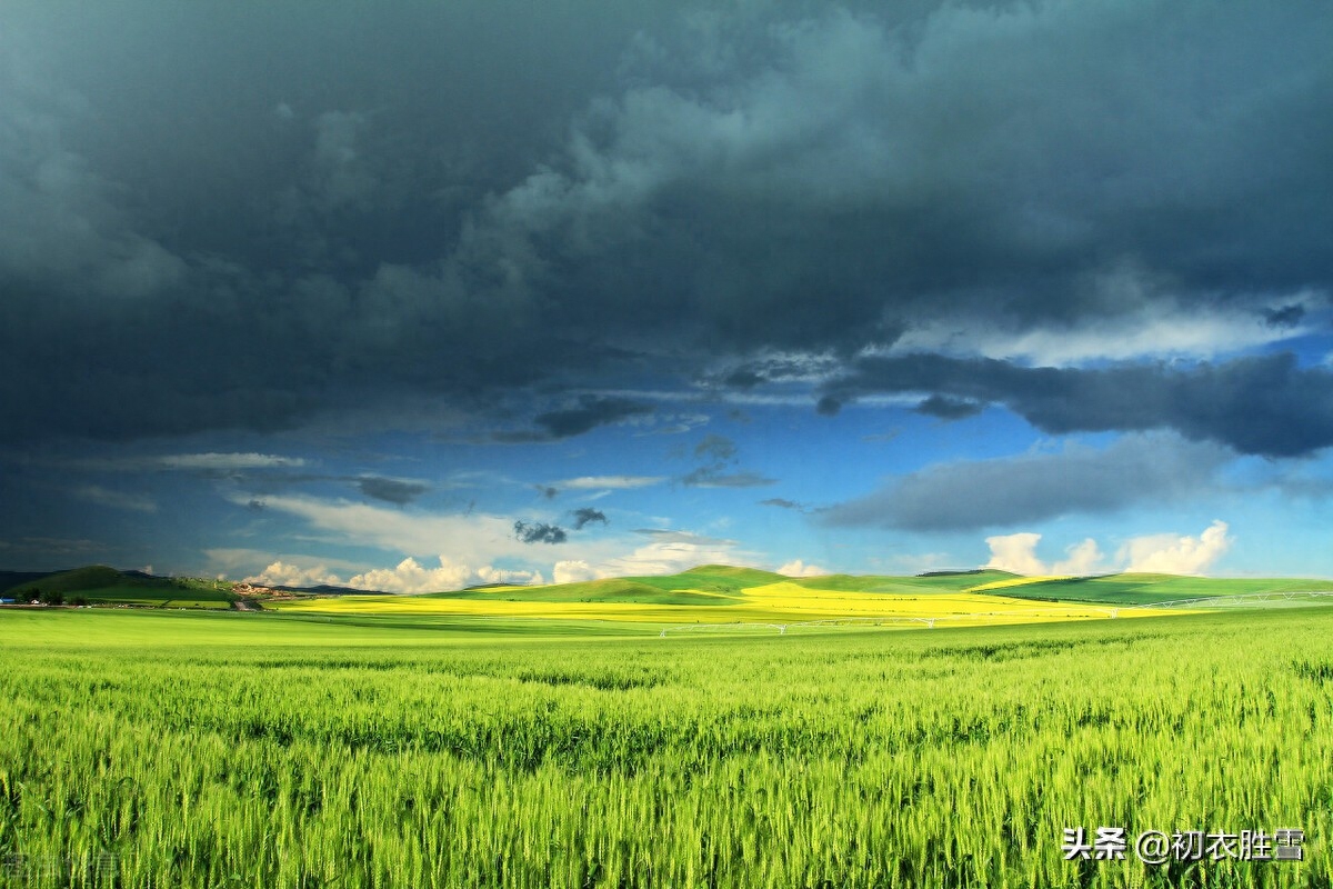 早夏烟雨诗词七首赏析（满空烟雨意，万顷黍禾情）