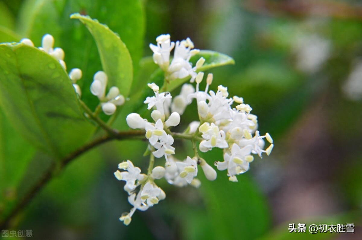 青花经典诗词有哪些（夏花冬青花古诗六首）