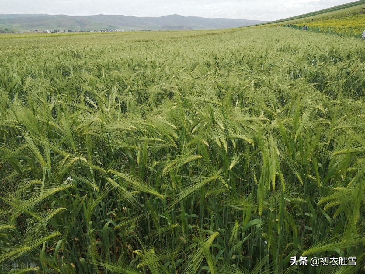 初夏经典诗词有哪些（初夏雨水美诗八首）