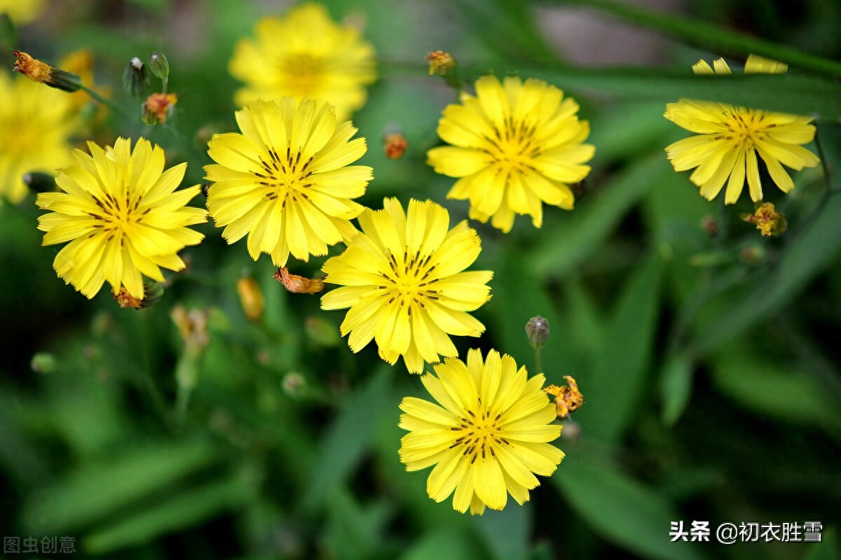 小满经典诗词大全（二十四节气之小满七首）