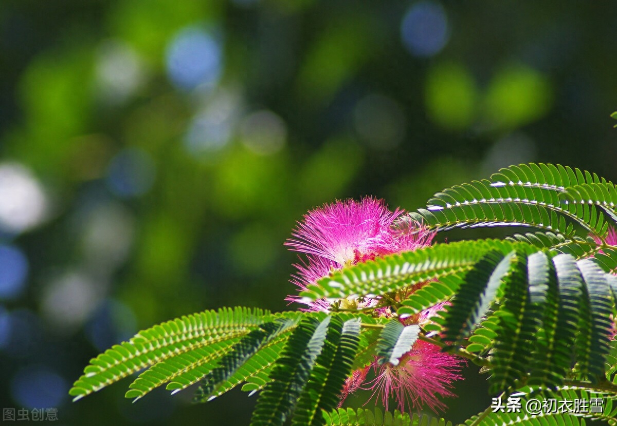 夏日合欢花诗词六首（合昏花似夜摩天，红白开成蘸晕花）