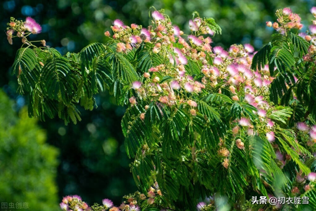 夏日合欢花诗词六首（合昏花似夜摩天，红白开成蘸晕花）