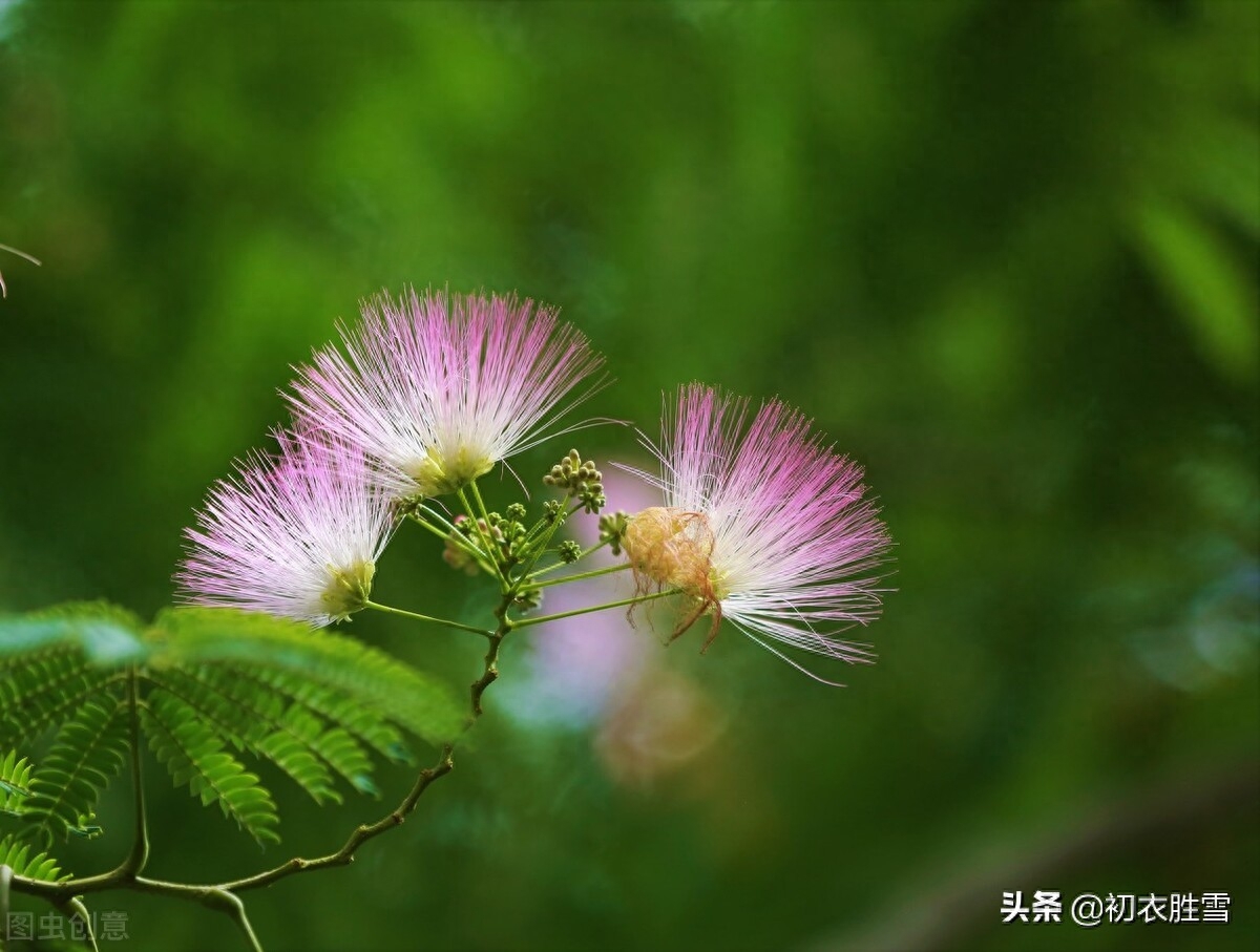 夏日合欢花诗词六首（合昏花似夜摩天，红白开成蘸晕花）