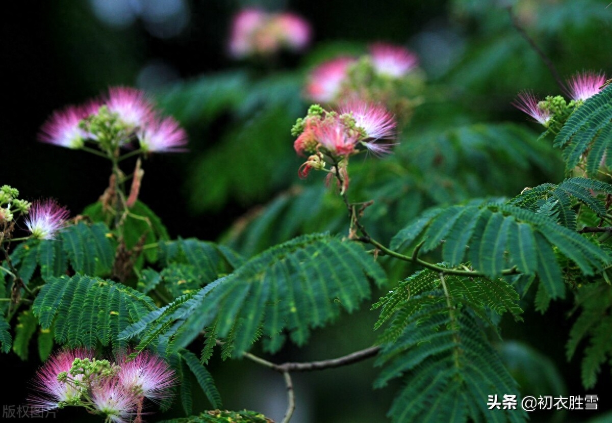 夏日合欢花诗词六首（合昏花似夜摩天，红白开成蘸晕花）