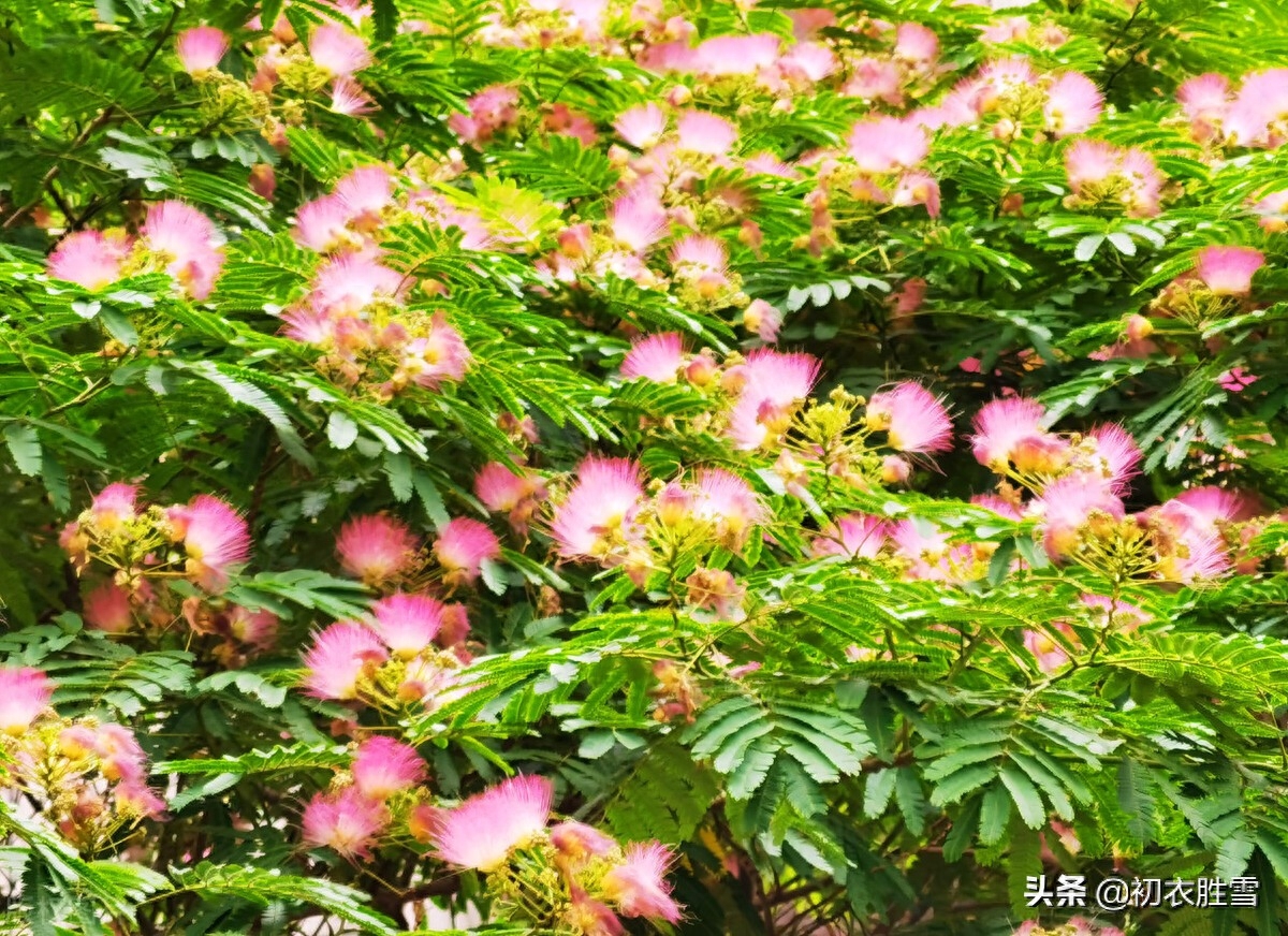 夏日合欢花诗词六首（合昏花似夜摩天，红白开成蘸晕花）