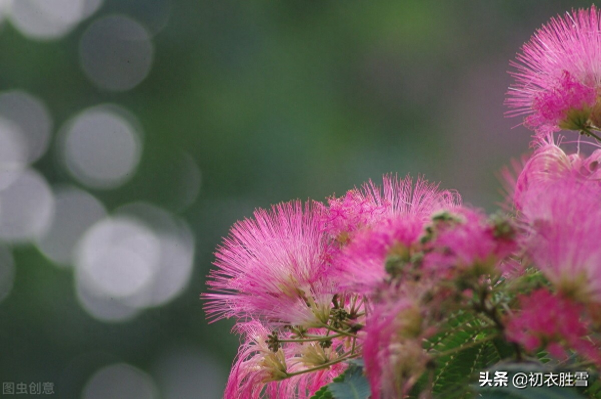 夏日合欢花诗词六首（合昏花似夜摩天，红白开成蘸晕花）