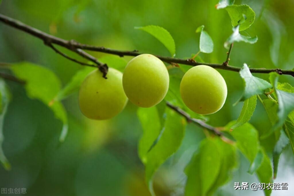 早夏梅雨诗词八首赏析（梅实迎时雨，四月熟黄梅）