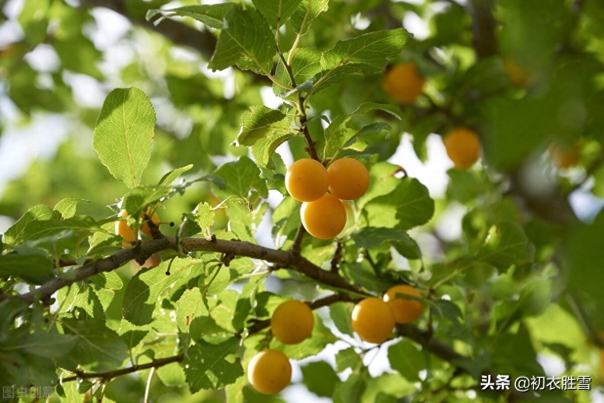 早夏梅雨诗词八首赏析（梅实迎时雨，四月熟黄梅）