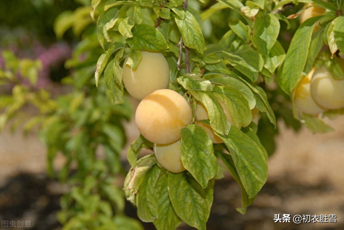 早夏梅雨诗词八首赏析（梅实迎时雨，四月熟黄梅）