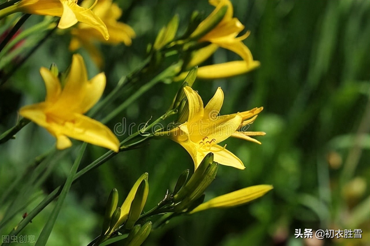 关于萱草花的唯美诗句（母亲节萱草花古诗八首）