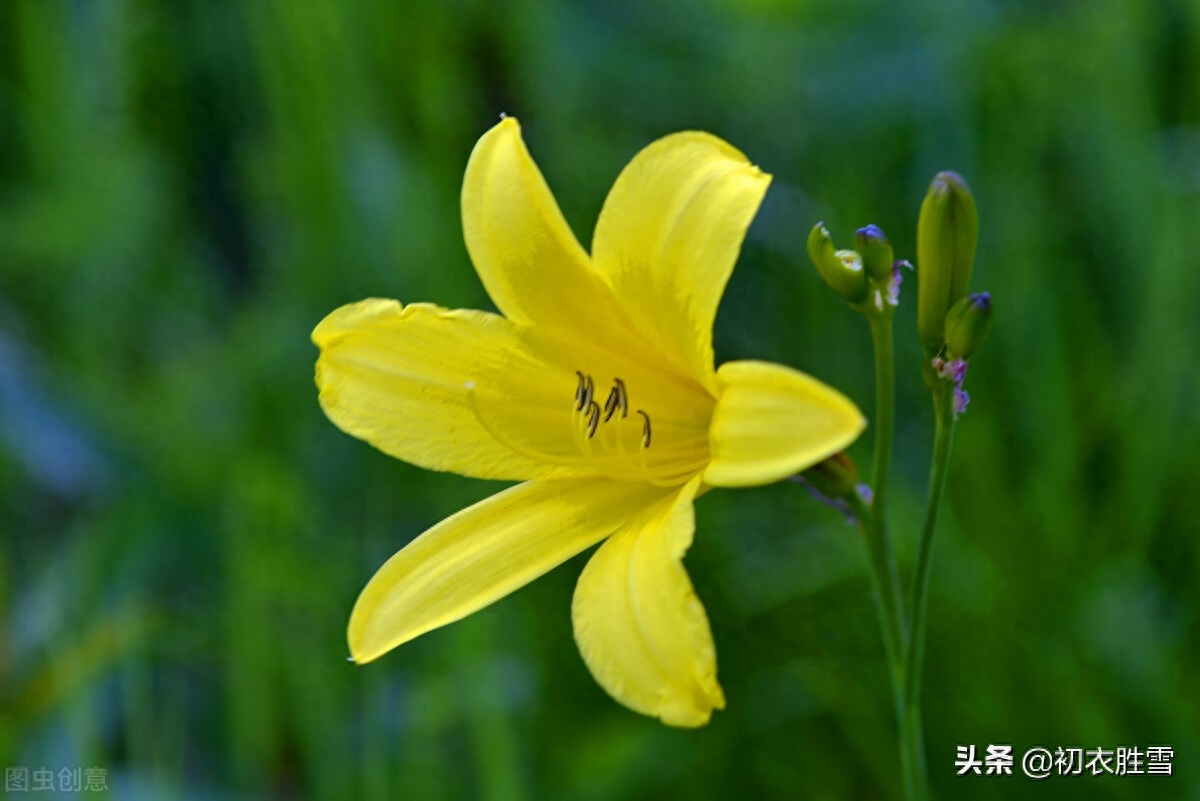 关于萱草花的唯美诗句（母亲节萱草花古诗八首）