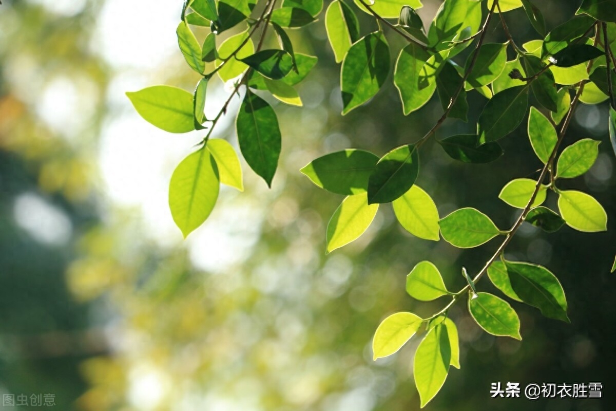 晚春岁月时光唯美古诗四首（春来复春去，把酒共留春）