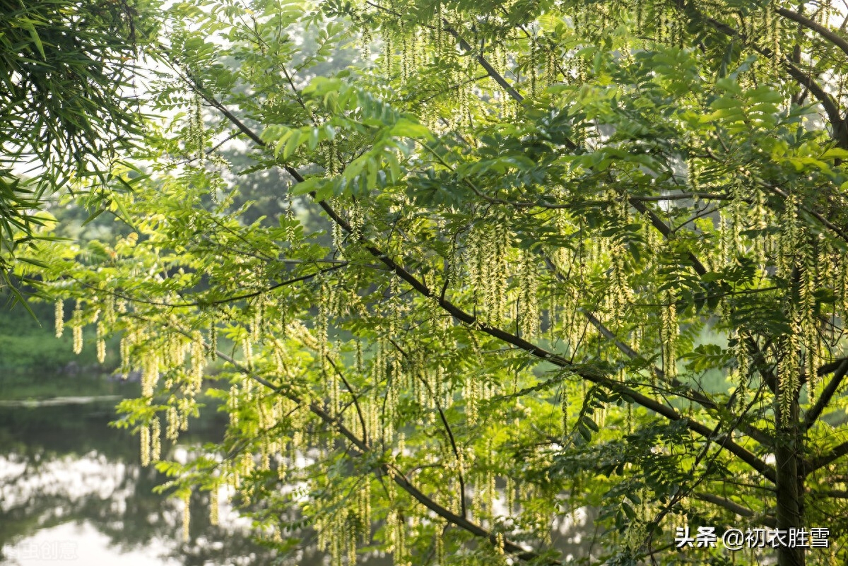 晚春枫杨唯美古诗六首（榉柳枝枝弱，榉柳侵帘绿）